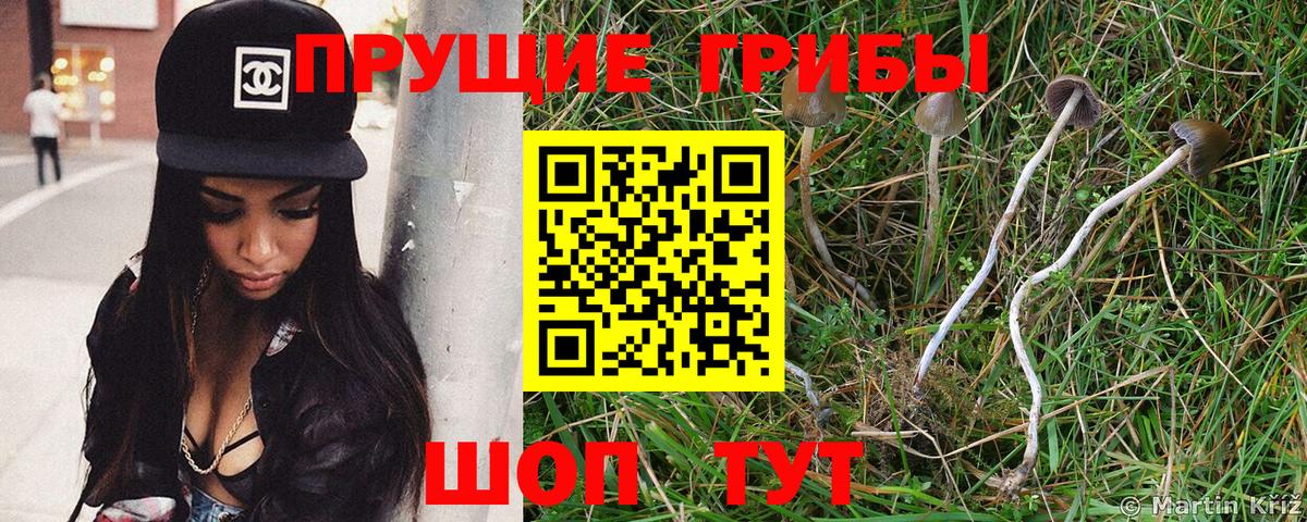 Галлюциногенные грибы Psilocybe  купить закладку  Ирбит  Вход с VPN 